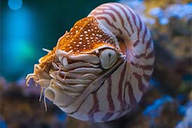 Video thumbnail for a student digital media project. A nautilus cephalopod floats through the ocean. It has a brown and white striped shell. Video thumbnail for a student digital media project. A nautilus cephalopod floats through the ocean. It has a brown and white striped shell.