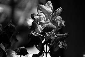 Student digital media project. Black and white photograph of a snapdragon flower.