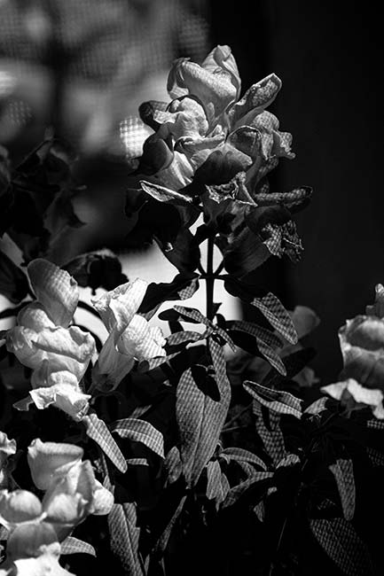 Student digital media project. Black and white photograph of a snapdragon flower.