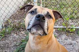 ODB, a light brown Pit/Boxer mix posing for the camera while sitting in the yard. ODB, a light brown Pit/Boxer mix posing for the camera while sitting in the yard.